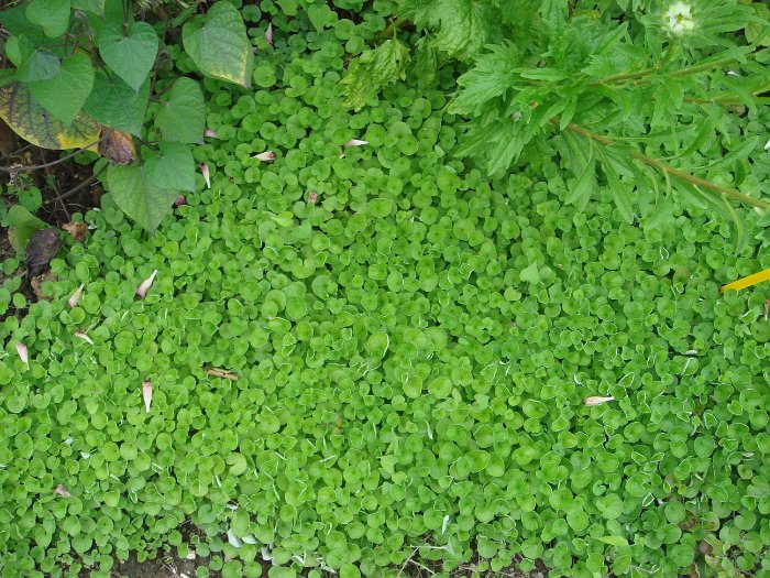 Dichondra argentea 'Emerald Falls' (2)